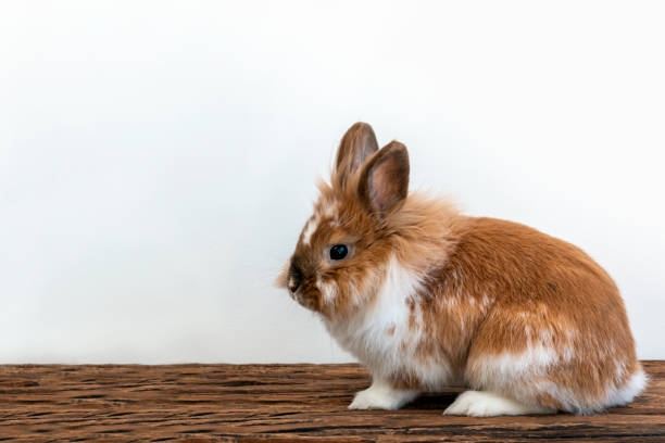 istock Cute rabbit Lion head. Closeup portrait on a white background 1246009173