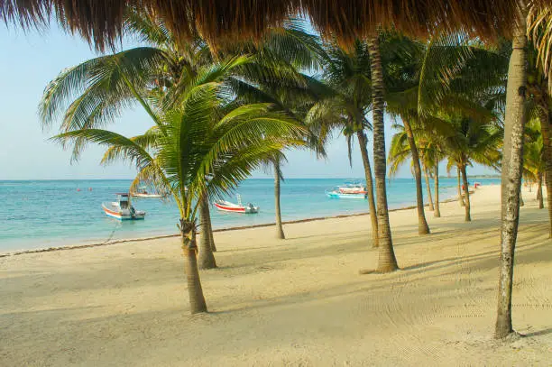 Palm trees, golden sand and aquamarine sea