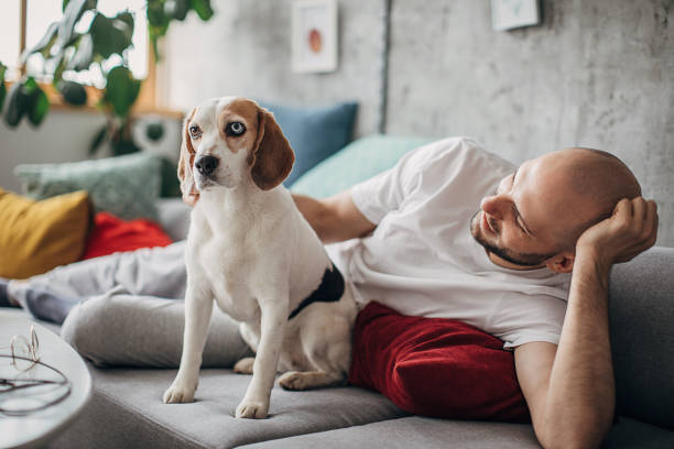 istock Man playing with his beagle dog at home 1246023928