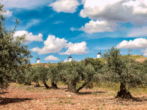 campo di ulivi a la mancha - oliveto foto e immagini stock