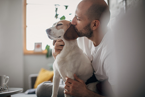 Young man sitting on sofa in living room and playing with his beagle dog.