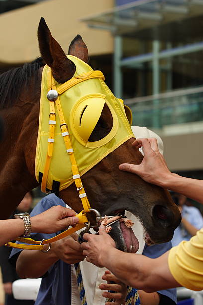 de caballo con anteojeras - paddock fotografías e imágenes de stock