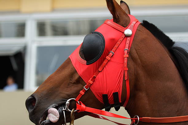 de caballo con anteojeras - paddock fotografías e imágenes de stock