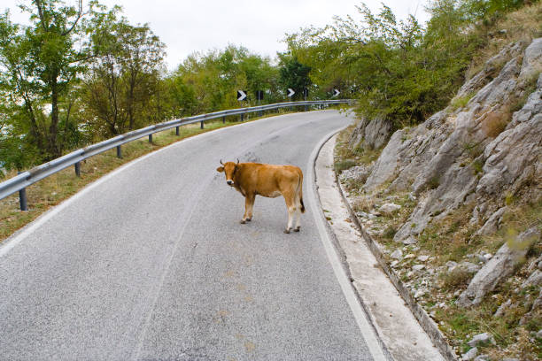 istock Cow on a Street 1246029391