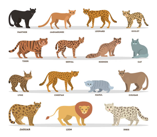 ilustrações, clipart, desenhos animados e ícones de gatos selvagens e dometicos definidos. coleção de família de gatos com tigre, leopardo, pantera e leão. - jaguatirica