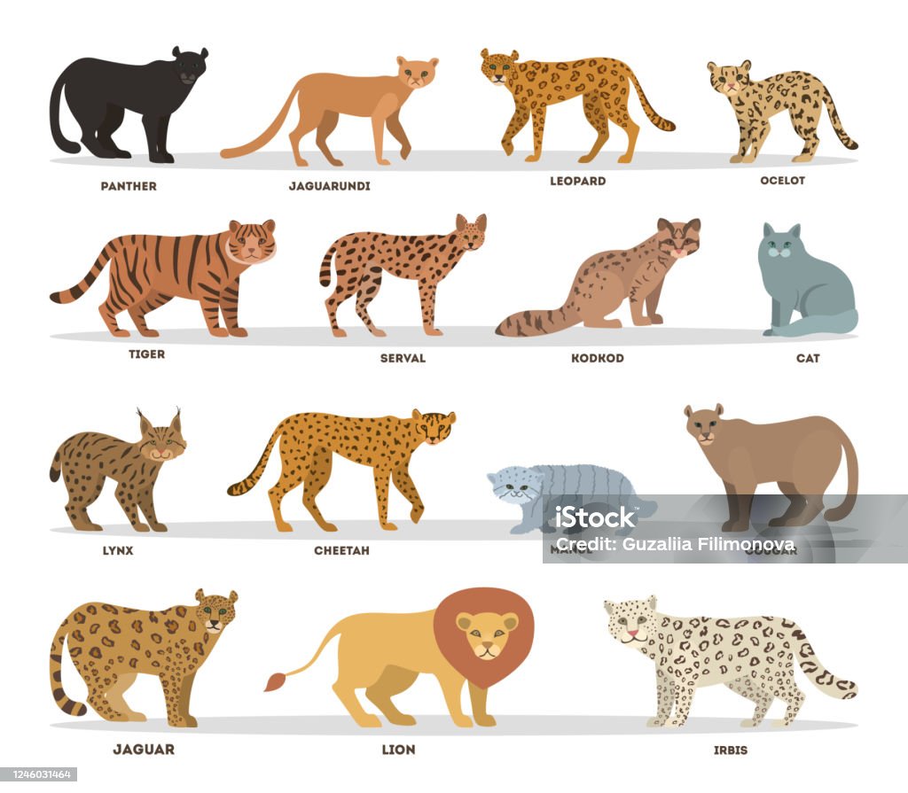 Wild And Dometic Cats Set Collection Of Cat Family With Tiger Leopard  Panther And Lion Stock Illustration - Download Image Now - iStock