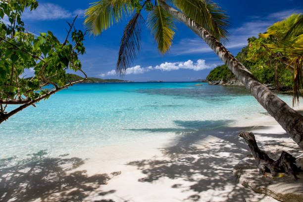 istock palm tree and path to Honeymoon Beach, St. John 1246032551