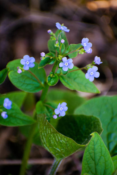 istock Spring blue forget-me-nots flowers, pastel background, selective focus. Blue little flowers - forget-me-not close up and green grass. 1246032572