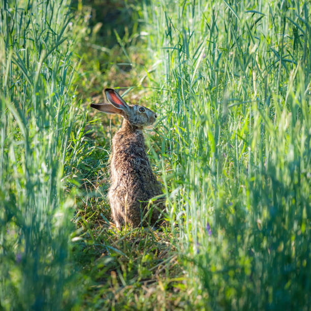 istock Rabbit or hare in a wheat field in Burgenland 1246034224