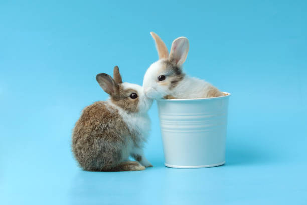 3,324 Rabbits Couple Stock Photos, Pictures & Royalty-Free Images - iStock