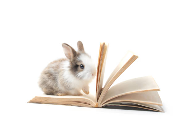 istock Adorable fluffy rabbit with a book on white background, cute bunny studying, learning, and reading a book, pet education and animal training concept 1246038100