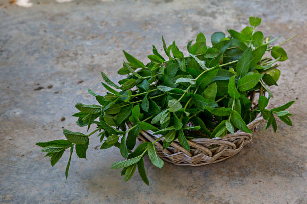 mint plant in a wicker basket on a grey cement floor