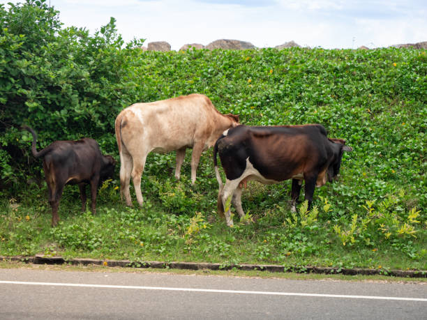 istock Image of three cows eating grass next to the car road 1246052748