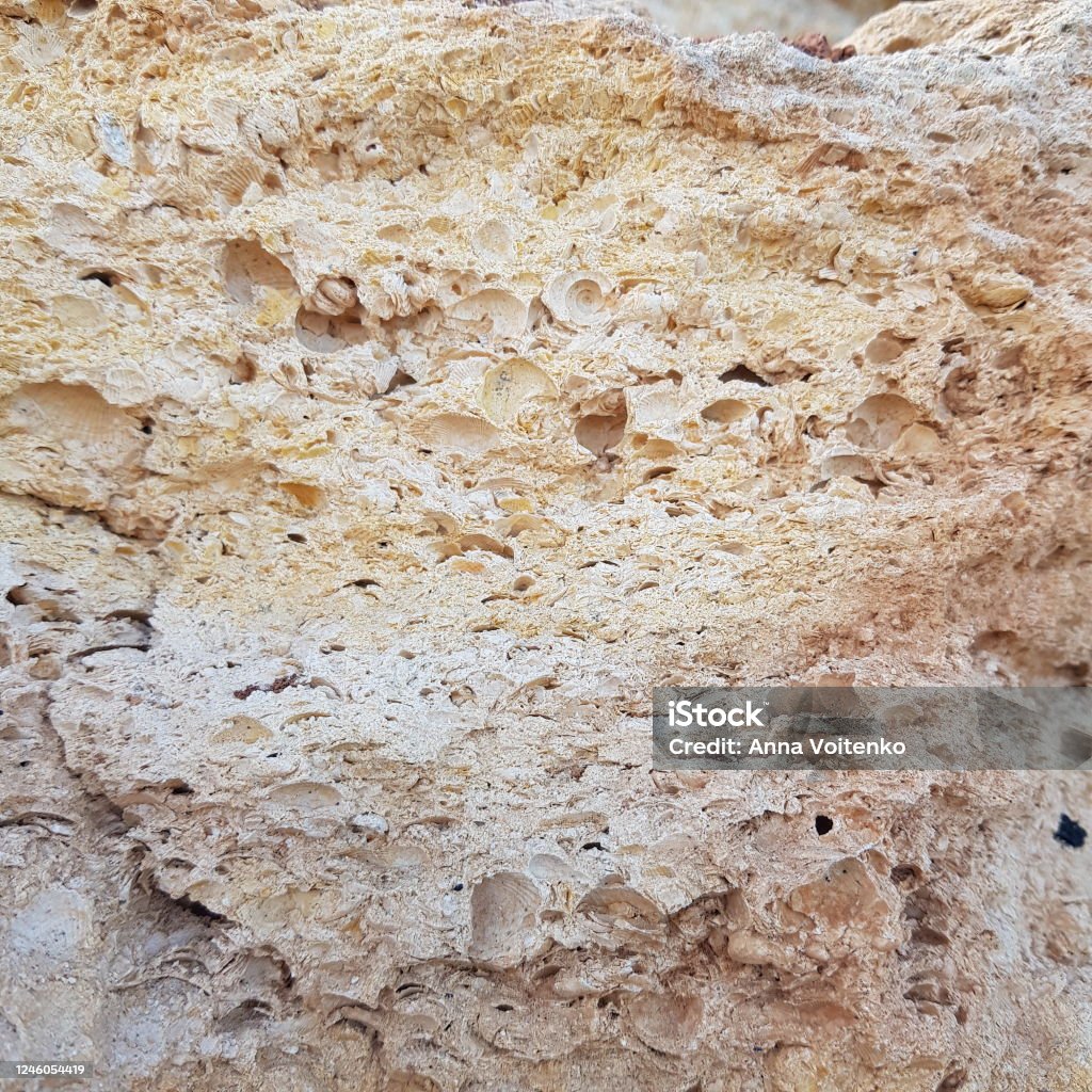 Shell Stone Material Shell Stone Texture Stock Photo - Download Image Now - Animal Shell ...