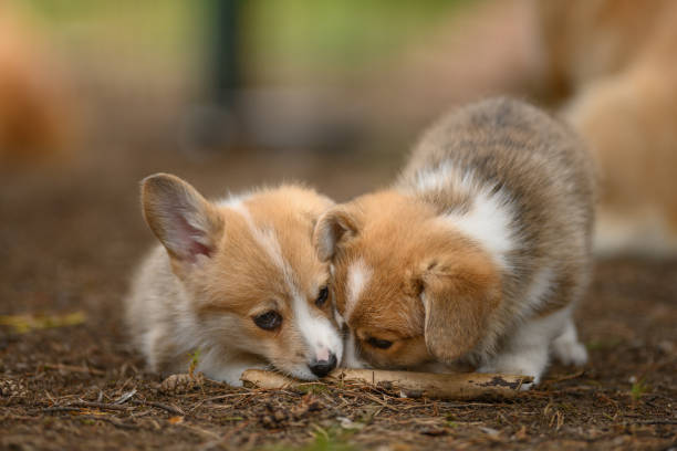 Two puppy fight for stick