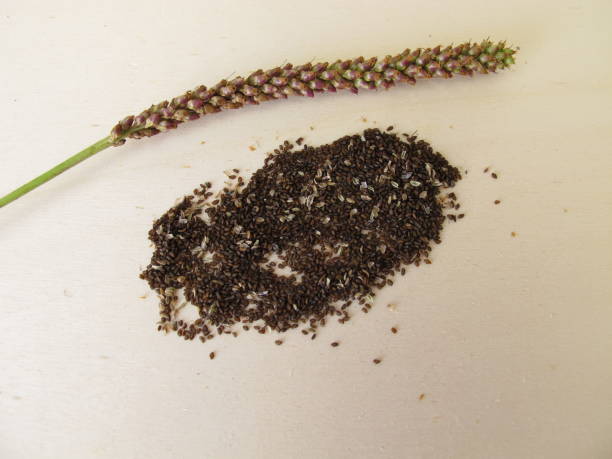 semi commestibili di piantaggine maggiore, plantago maggiore - plantain major herb greater foto e immagini stock