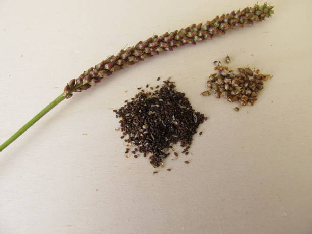 semi commestibili di piantaggine maggiore, plantago maggiore - plantain major herb greater foto e immagini stock