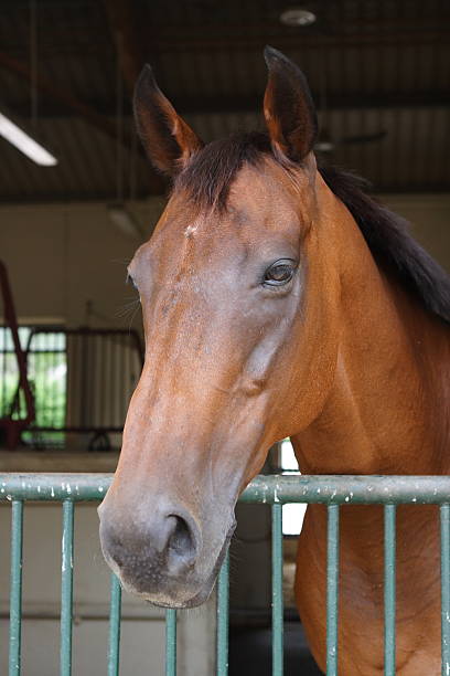 istock Horse Portrait 124606267