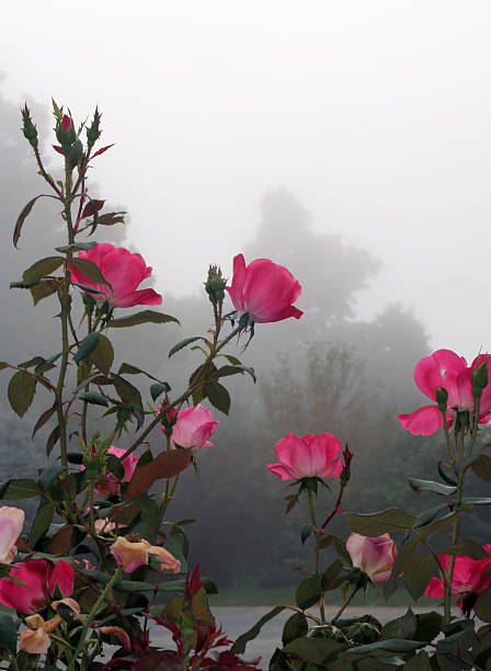 Variety of rose called Knockouts against a foggy sky. 