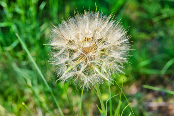 Salsify (Tragopogon porrifolius). A large dandelion looking seedhead called Yellow Goats Beard also known as Western Salsify.