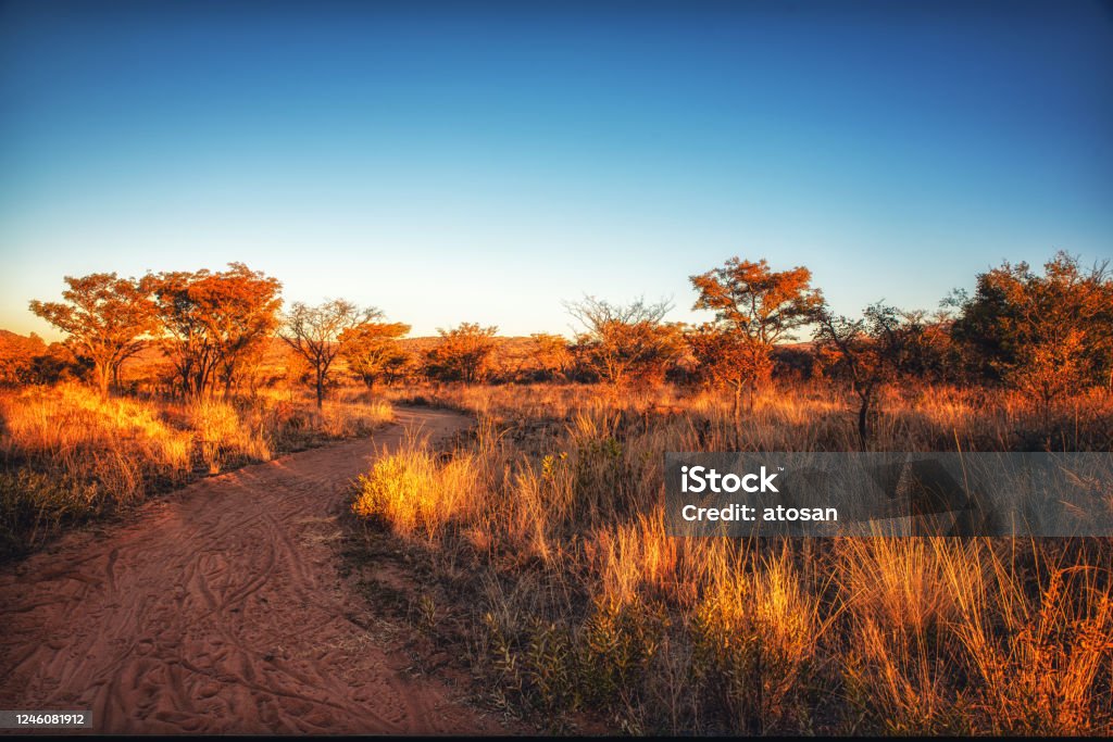 Phong Cảnh Thảo Nguyên Tuyệt Đẹp Ở Nam Phi Hình ảnh Sẵn có - Tải xuống Hình  ảnh Ngay bây giờ - Buổi sáng, Bảo Tồn Động Vật Hoang Dã, Chi keo - iStock