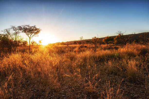 istock Beautiful savannah landscape in South Africa. 1246081921