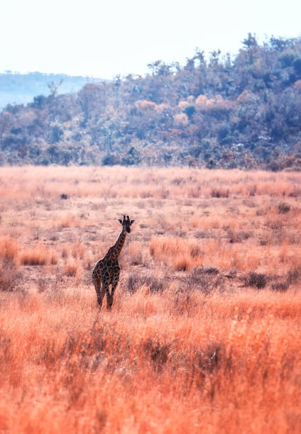 A giraffe walking in the african savannah of  Marakele Safari Wildlife Reserve