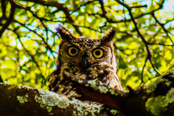 istock Starting into the soul of a spotted eagle owl 1246089675