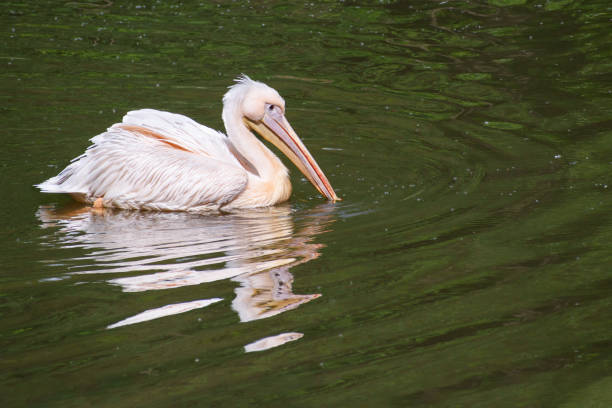 istock Dalmatian pelican (Pelecanus crispus) floats with its beak in river 1246091919