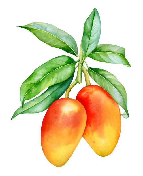 Watercolor mango fruits on a branch Watercolor illustration of mango tree branch with fruits and leaves isolated on white background mango fruit drawing stock illustrations
