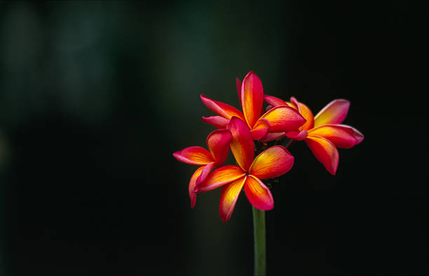 plumeria flowers