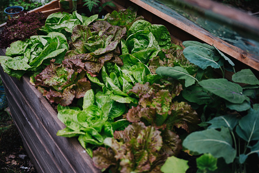 salad in an urban garden in berlin. Lettuce ready to be harvested.