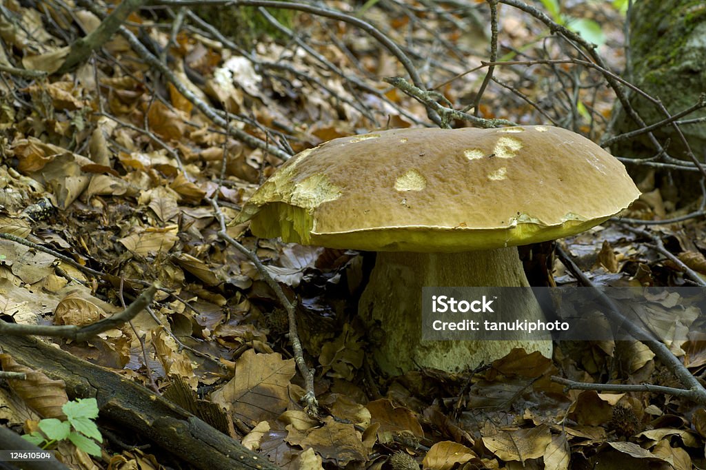 bolete (болетус adulis с большой кроватью (king Size - Стоковые фото Peppery Bolete роялти-фри