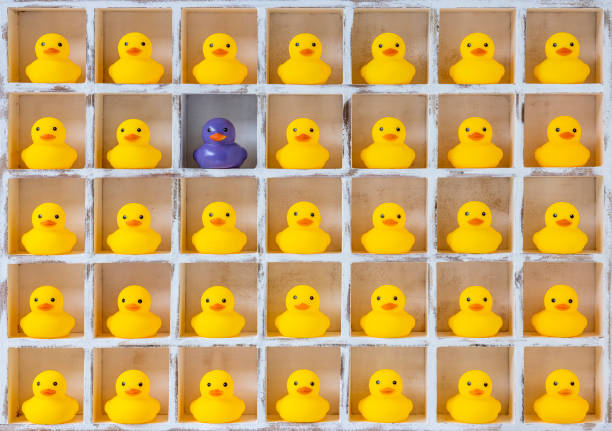 many yellow rubber ducks in white wooden pigeon hole boxes with one different purple duck among all the yellow rubber ducks, standing out from the crowd. - compartimento de armazenamento imagens e fotografias de stock
