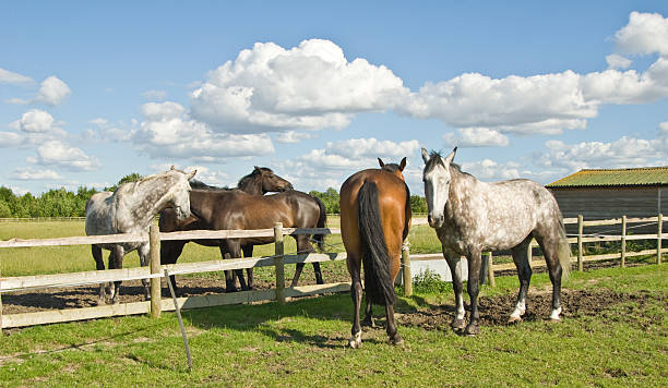 istock Horses in the field 124611169