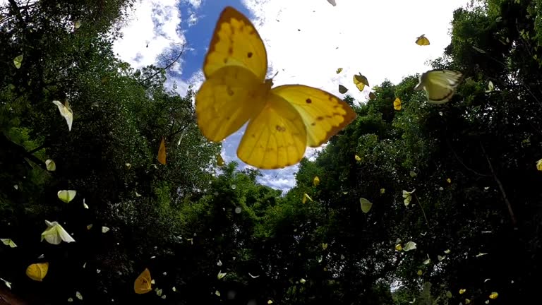 butterfly flying slow motion