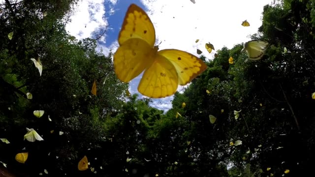 video slow motion of butterfly flying