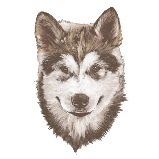 istock dog purebred Alaskan Malamute puppy head close-up 1246127202