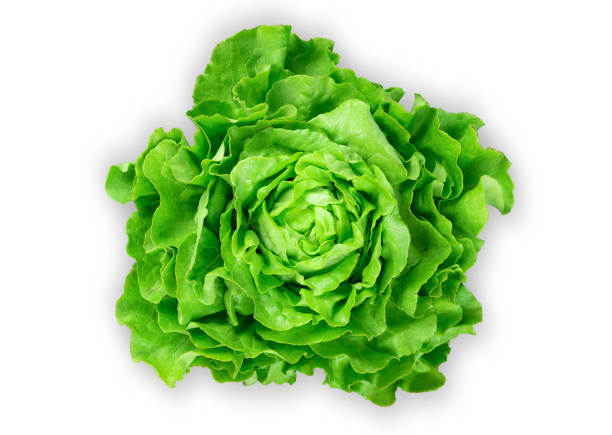 istock organic garden lettuce isolated on white background 1246127744
