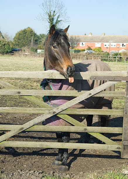 istock Horse withTongue out 124613113