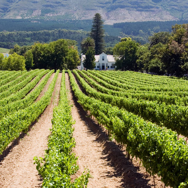 Image of grape valley, harvest season, beautiful sunset over vineyard, plantation of fruits, winery farm, retro autumn background, grapes garden landscape, agricultural countryside