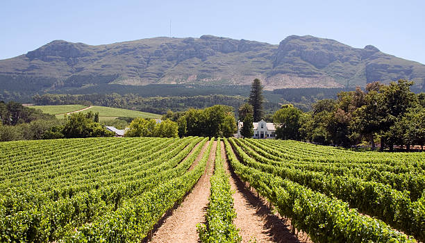 Panoramic view of a winery in South Africa see other winery shots stellenbosch stock pictures, royalty-free photos & images