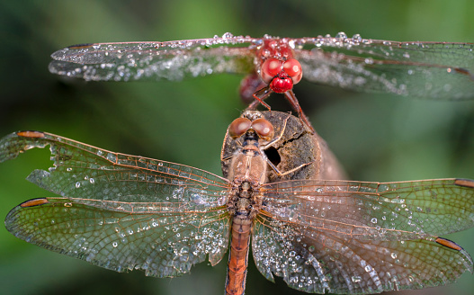 Close up Top side shot of a red and brown dragonflies sitting on brown stick in a early morning date
