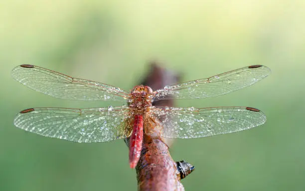 Far away shot of a red dragon fly shot from the behind with its beautiful netted wings full of morning dew in focus