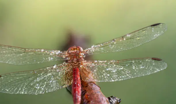 Close up photo stack shot of a red dragon fly shot from the behind with its beautiful netted wings full of morning dew in focus