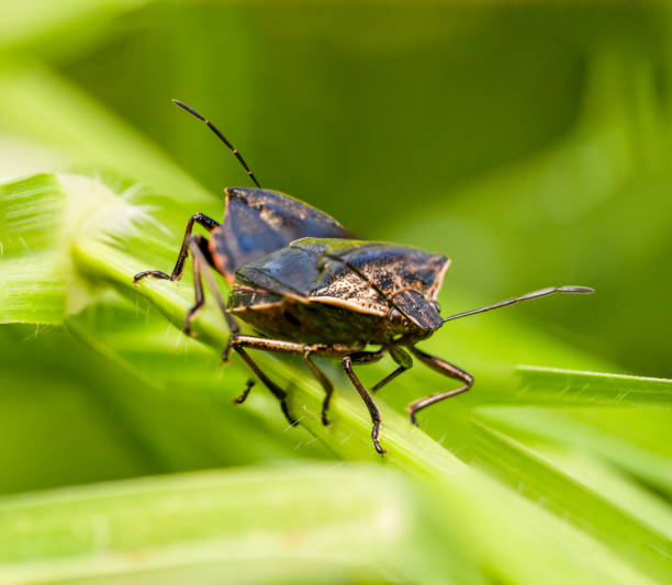 istock Stink bugs mating on a green plant with antennas pointing out 1246138812