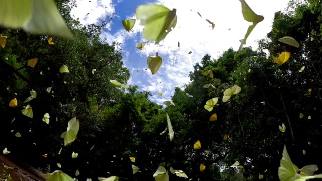 butterfly flying slow motion