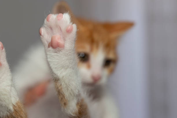 cat shows his foot. - animal black brown canine imagens e fotografias de stock