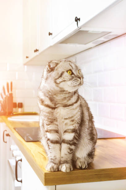 istock Scottish fold cat in kitchen table in sunlight. Cozy home scandinavian interior. Young gray striped pet, yellow eyes 1246145504