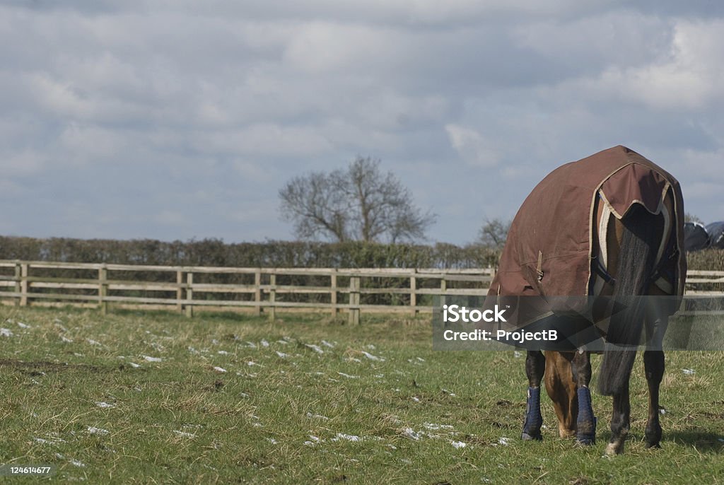 Horse grazing in winter with the last of the snow still on the ground. Agricultural Field Stock Photo